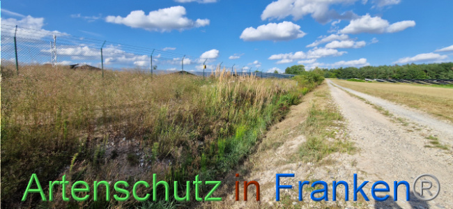 © Artenschutz in Franken® Bild zum Eintrag (1110747-160)