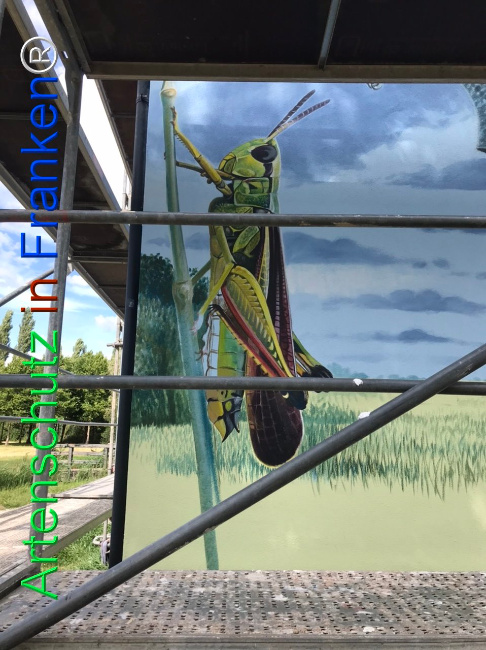 © Artenschutz in Franken® Bild zum Eintrag (1110777-160)