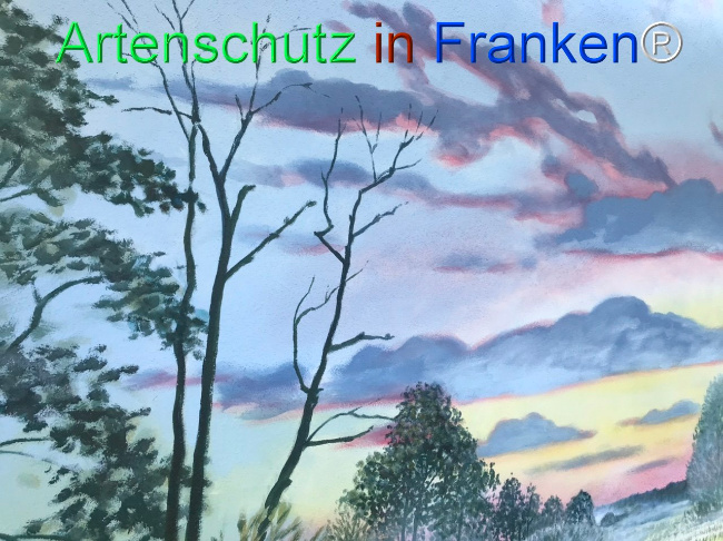 © Artenschutz in Franken® Bild zum Eintrag (1110780-160)