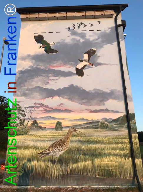© Artenschutz in Franken® Bild zum Eintrag (1110992-160)