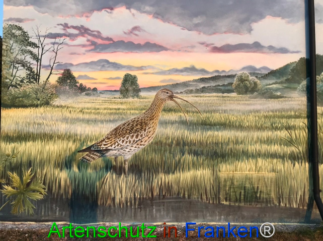 © Artenschutz in Franken® Bild zum Eintrag (1110993-160)