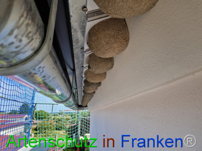 © Artenschutz in Franken® Bild zum Eintrag (1111041-160)