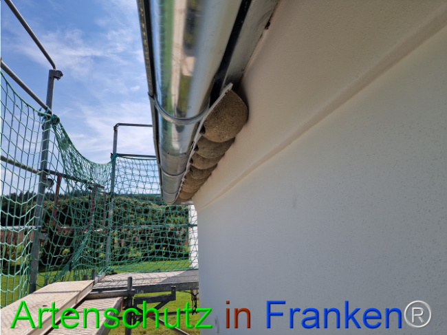 © Artenschutz in Franken® Bild zum Eintrag (1111043-160)