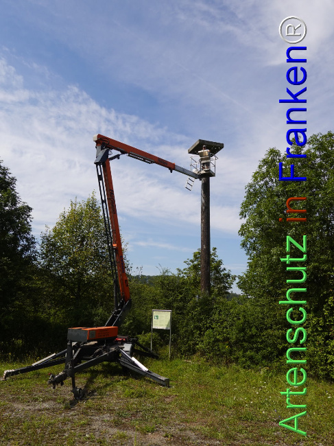 © Artenschutz in Franken® Bild zum Eintrag (1111353-160)