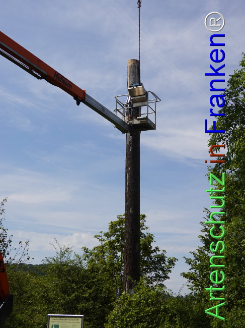 © Artenschutz in Franken® / Dreißig Bild zum Eintrag (1111357-160)