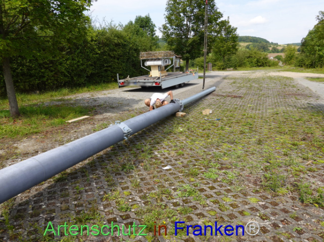 © Artenschutz in Franken® / Dreißig Bild zum Eintrag (1111362-160)