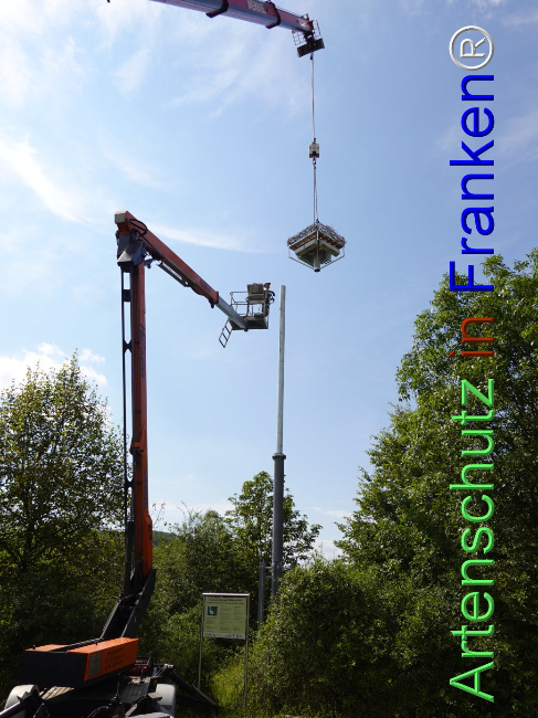 © Artenschutz in Franken® / Dreißig Bild zum Eintrag (1111371-160)
