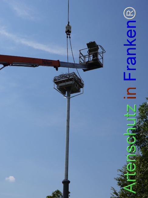 © Artenschutz in Franken® / Dreißig Bild zum Eintrag (1111373-160)