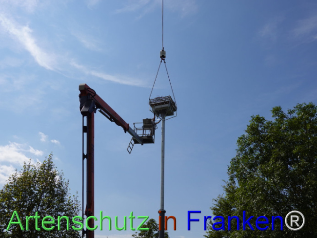 © Artenschutz in Franken® / Dreißig Bild zum Eintrag (1111374-160)