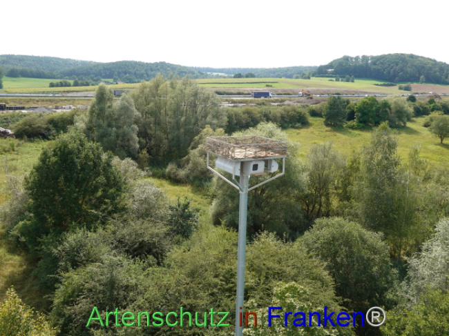 © Artenschutz in Franken® / Dreißig Bild zum Eintrag (1111379-160)