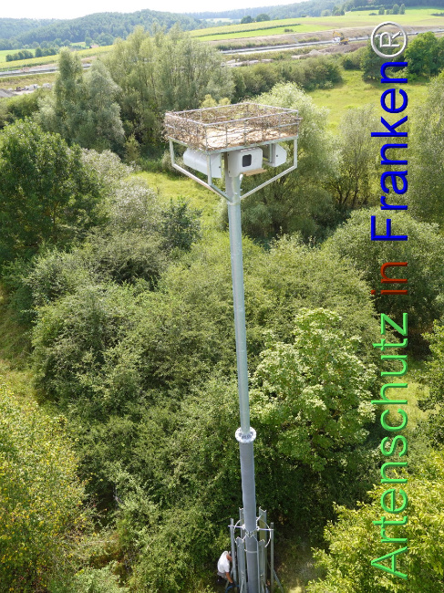 © Artenschutz in Franken® / Dreißig Bild zum Eintrag (1111380-160)
