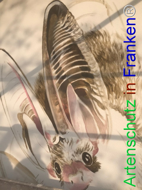 © Artenschutz in Franken® Bild zum Eintrag (1111567-160)