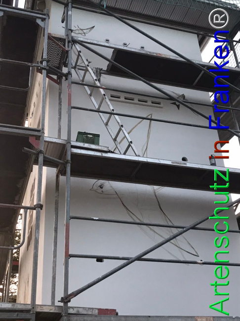 © Artenschutz in Franken® Bild zum Eintrag (1111568-160)