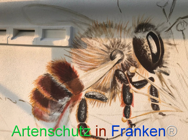 © Artenschutz in Franken® Bild zum Eintrag (1111649-160)