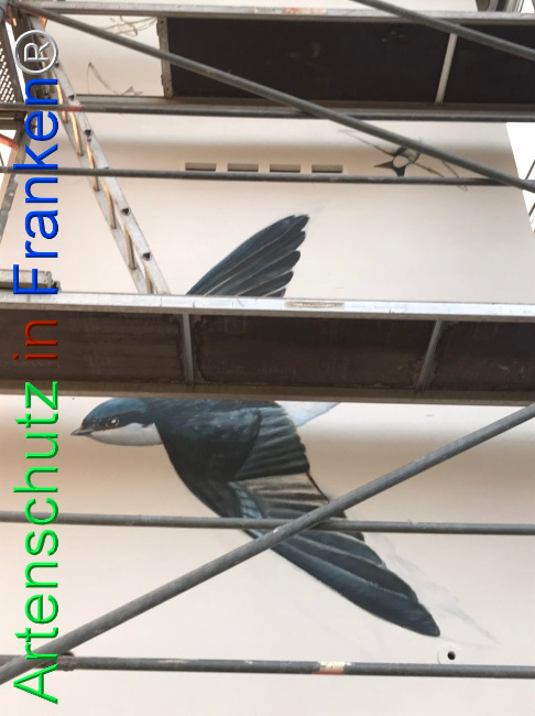 © Artenschutz in Franken® Bild zum Eintrag (1111653-160)