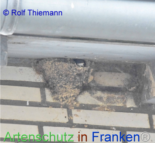 © Artenschutz in Franken® / Rolf Thiemann Bild zum Eintrag (1111666-160)