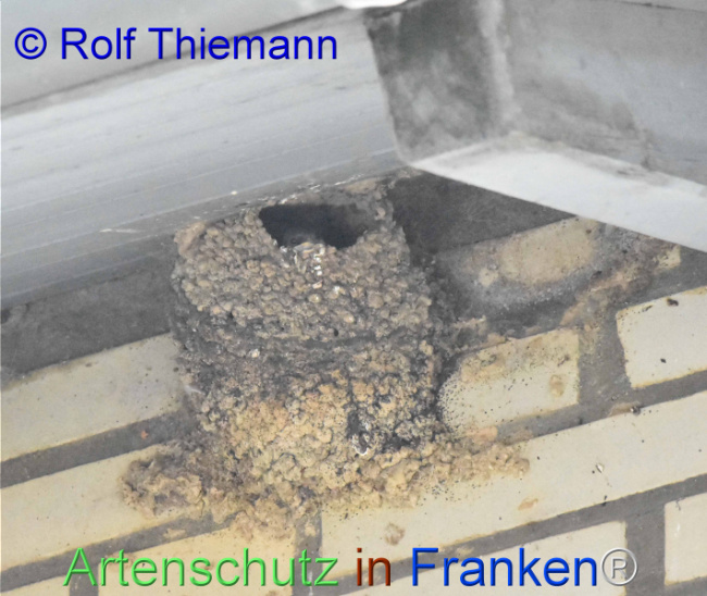 © Artenschutz in Franken® / Rolf Thiemann Bild zum Eintrag (1111667-160)
