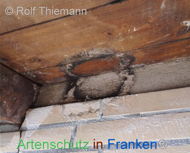 © Artenschutz in Franken® / Rolf Thiemann Bild zum Eintrag (1111857-160)