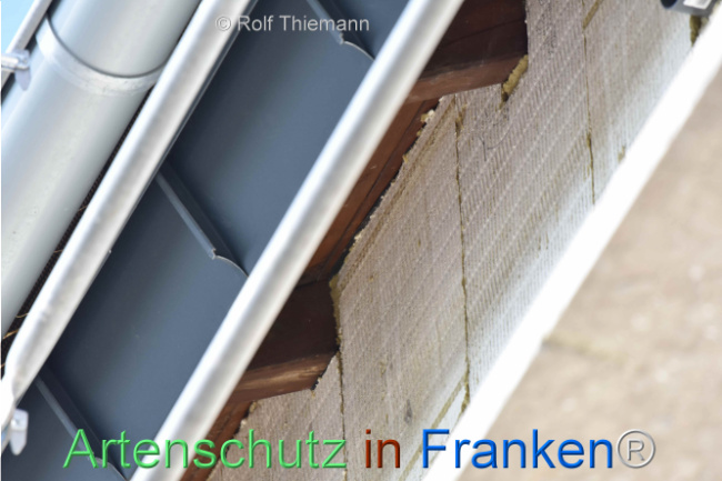 © Artenschutz in Franken® / Rolf Thiemann Bild zum Eintrag (1111859-160)