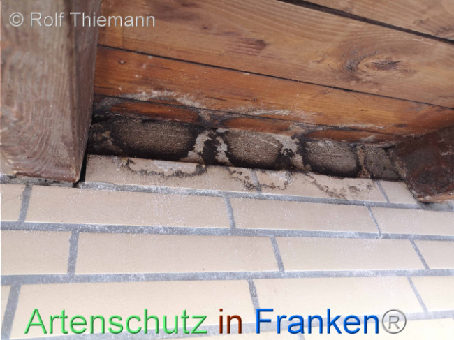 © Artenschutz in Franken® / Rolf Thiemann Bild zum Eintrag (1111860-160)