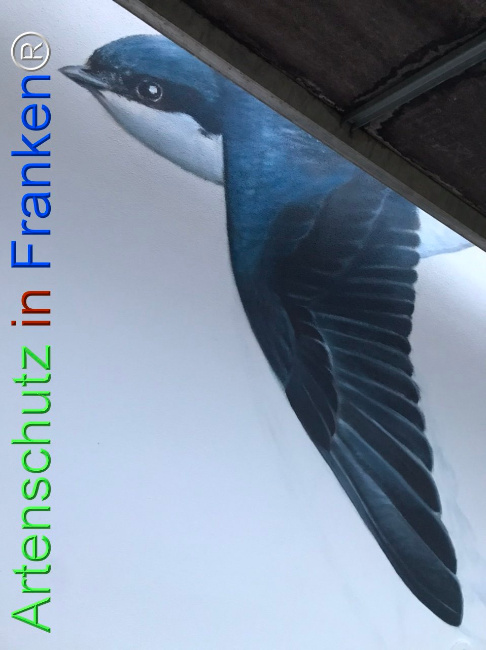 © Artenschutz in Franken® Bild zum Eintrag (1111902-160)