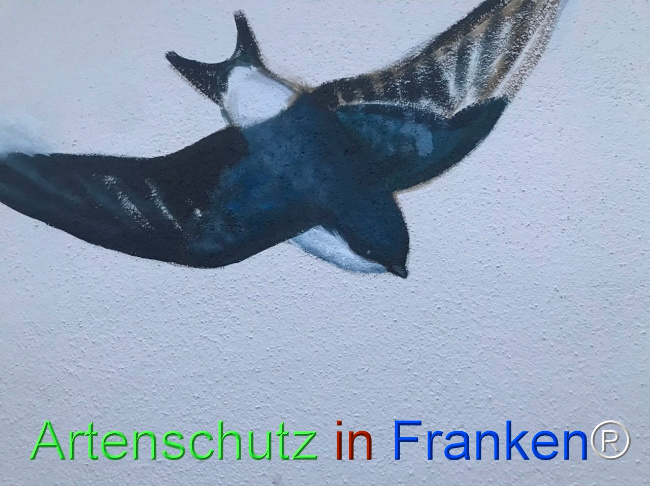 © Artenschutz in Franken® Bild zum Eintrag (1111904-160)