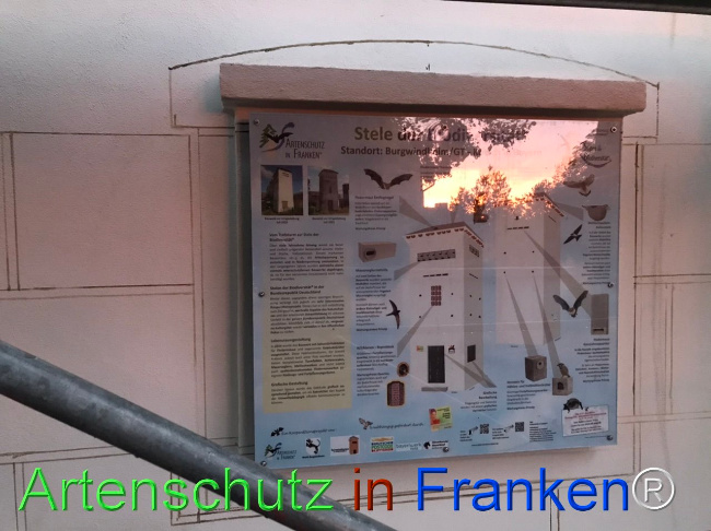 © Artenschutz in Franken® Bild zum Eintrag (1111905-160)