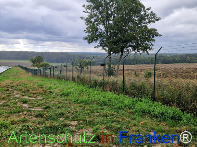 © Artenschutz in Franken® Bild zum Eintrag (1111923-160)