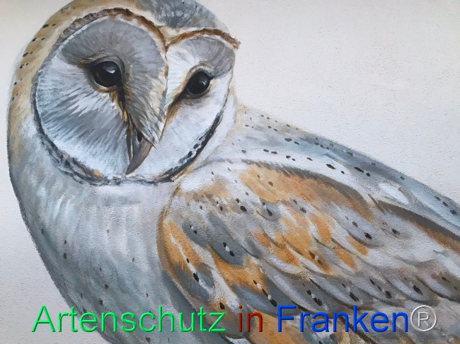 © Artenschutz in Franken® Bild zum Eintrag (1112305-160)