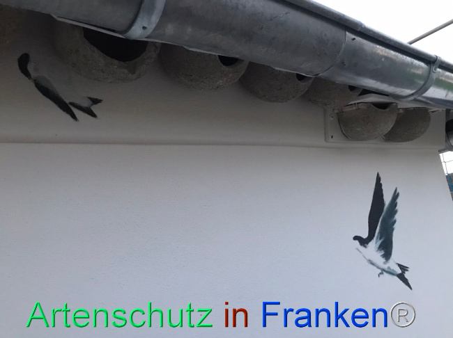 © Artenschutz in Franken® Bild zum Eintrag (1112306-160)
