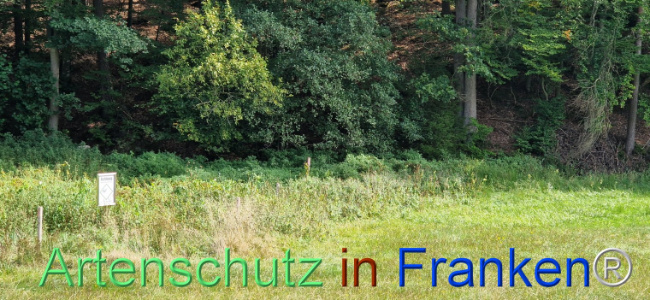 © Artenschutz in Franken® Bild zum Eintrag (1112387-160)