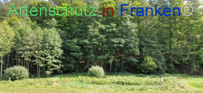 © Artenschutz in Franken® Bild zum Eintrag (1112388-160)