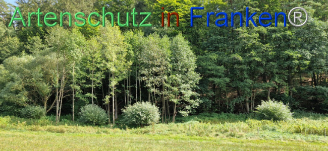 © Artenschutz in Franken® Bild zum Eintrag (1112394-160)