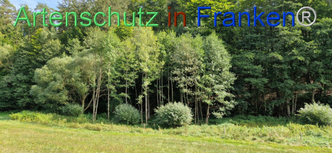 © Artenschutz in Franken® Bild zum Eintrag (1112395-160)