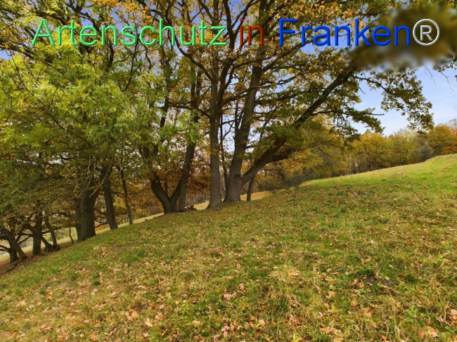 Bild zum Eintrag (1112539-160)