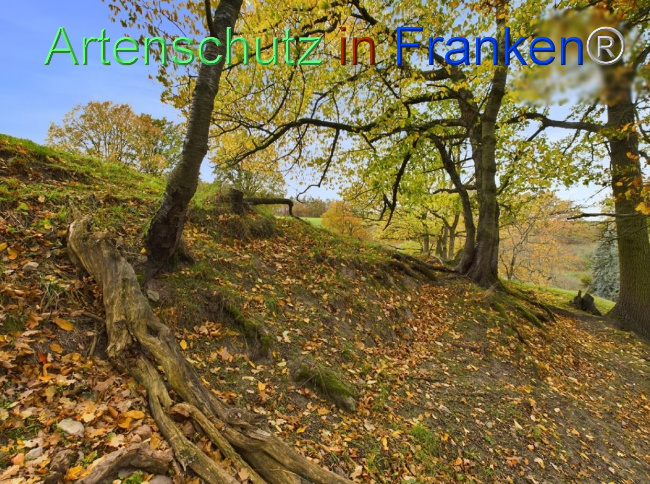Bild zum Eintrag (1112540-160)