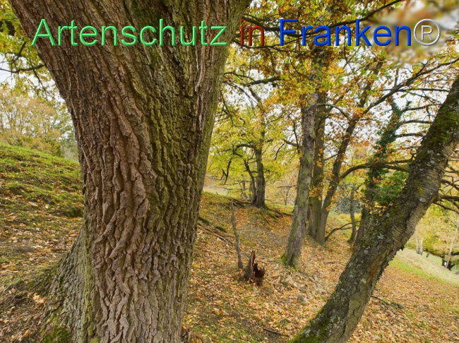 Bild zum Eintrag (1112543-160)