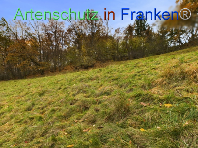 Bild zum Eintrag (1112544-160)