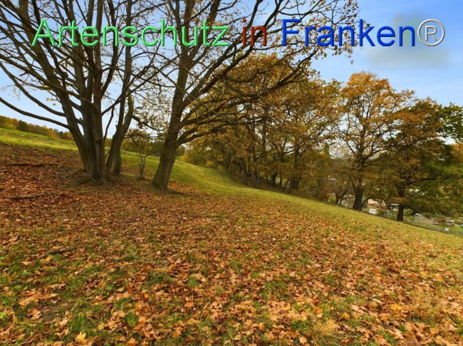Bild zum Eintrag (1112546-160)