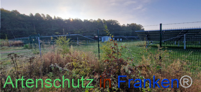 © Artenschutz in Franken® Bild zum Eintrag (1113021-160)