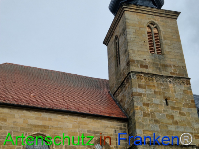 © Artenschutz in Franken® Bild zum Eintrag (1114894-160)