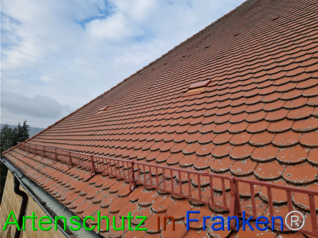 © Artenschutz in Franken® Bild zum Eintrag (1114897-160)