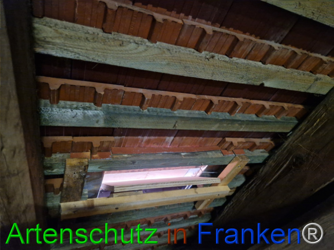 © Artenschutz in Franken® Bild zum Eintrag (1114900-160)