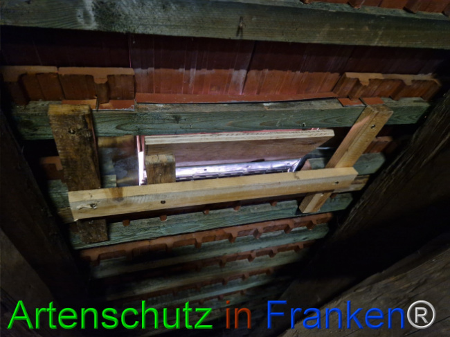 © Artenschutz in Franken® Bild zum Eintrag (1114901-160)