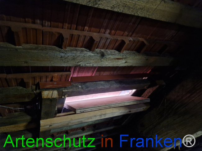 © Artenschutz in Franken® Bild zum Eintrag (1114902-160)