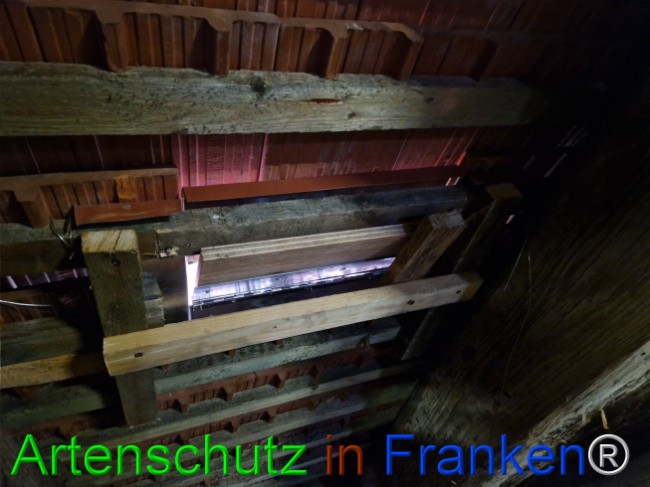© Artenschutz in Franken® Bild zum Eintrag (1114903-160)