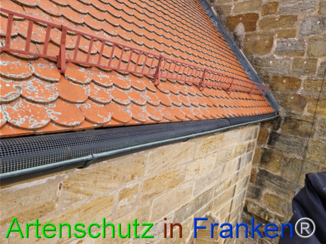 © Artenschutz in Franken® Bild zum Eintrag (1114907-160)