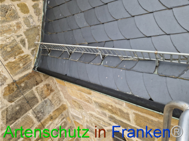 © Artenschutz in Franken® Bild zum Eintrag (1114908-160)