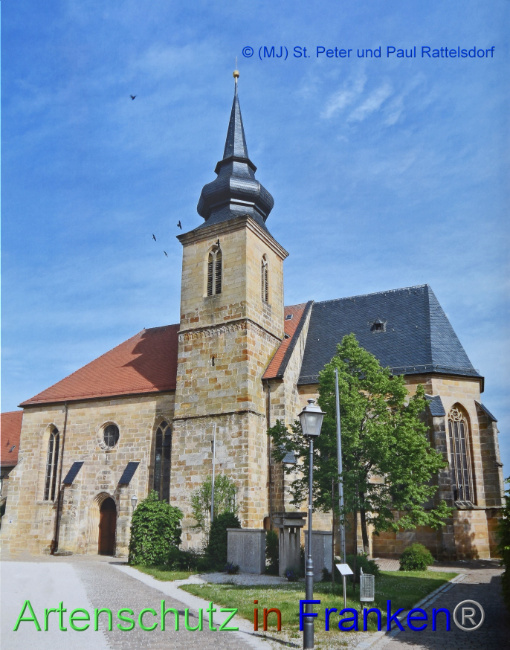 © Artenschutz in Franken® / © (MJ) St. Peter und Paul Rattelsdorf Bild zum Eintrag (1114913-160)