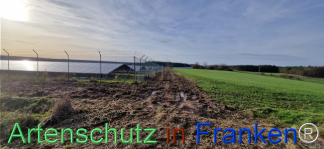 © Artenschutz in Franken® Bild zum Eintrag (1115384-160)